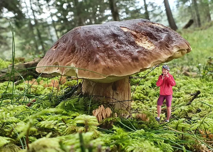 Schmiedhof Seefeld w Tirolu